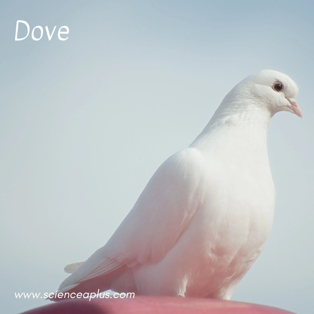 7. Dove: – 18 animals that start with the letter "D"