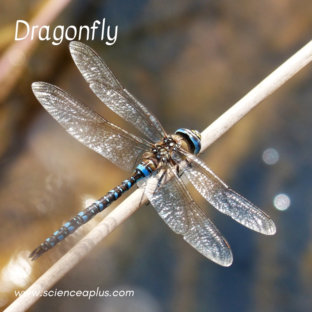8. Dragonfly: – 18 animals that start with the letter "D"