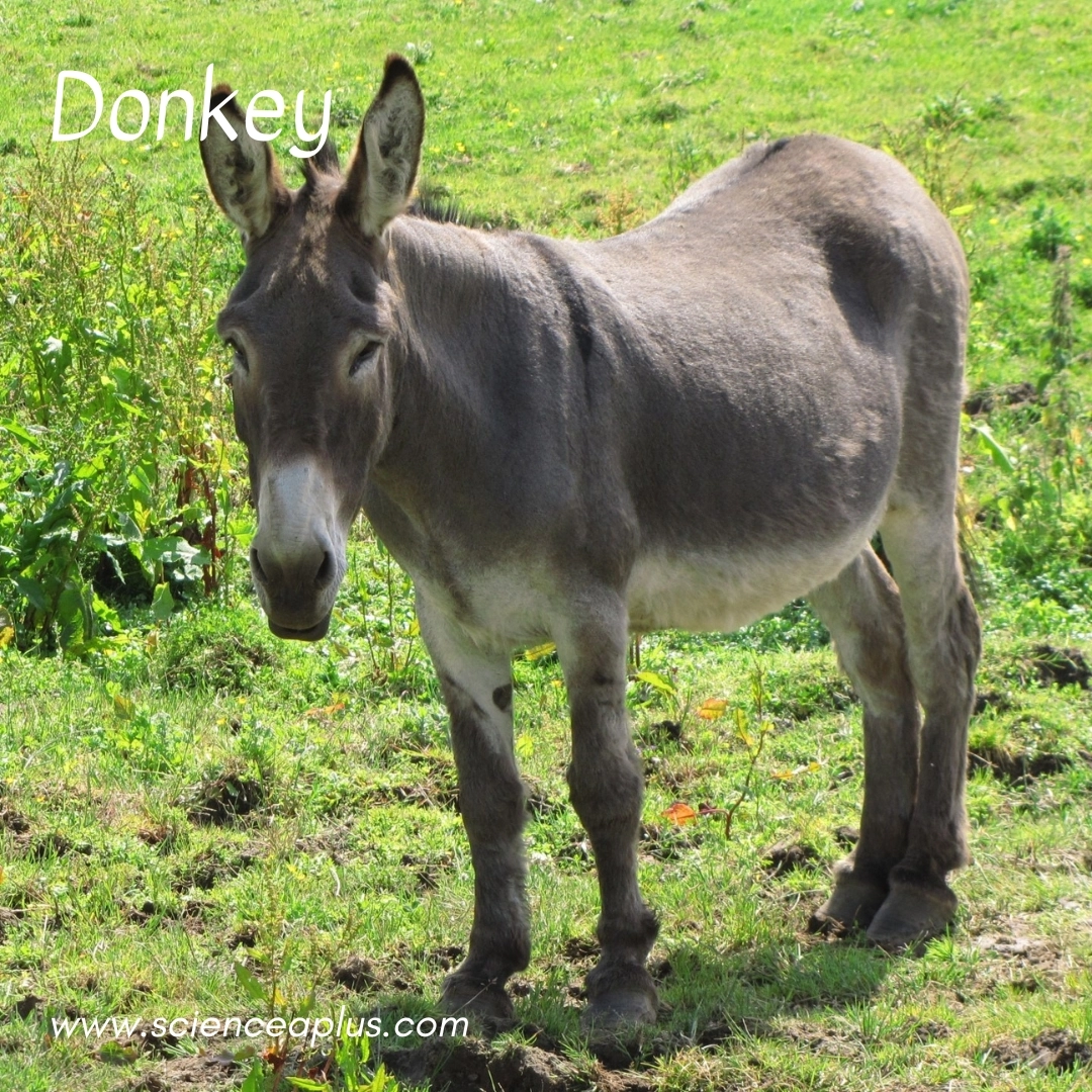 9. Donkey: – 18 animals that start with the letter "D"