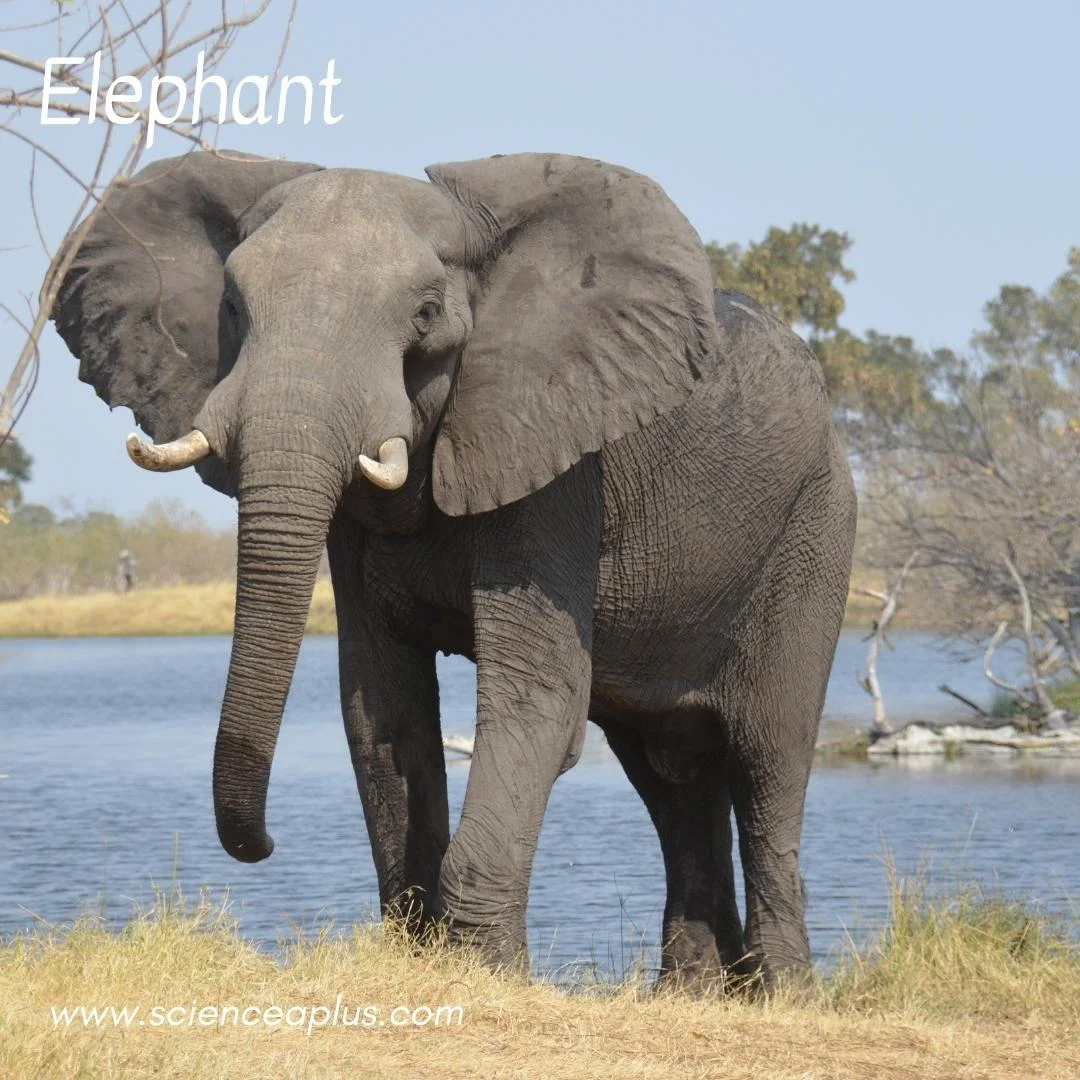 54 animals that start with the letter "E"