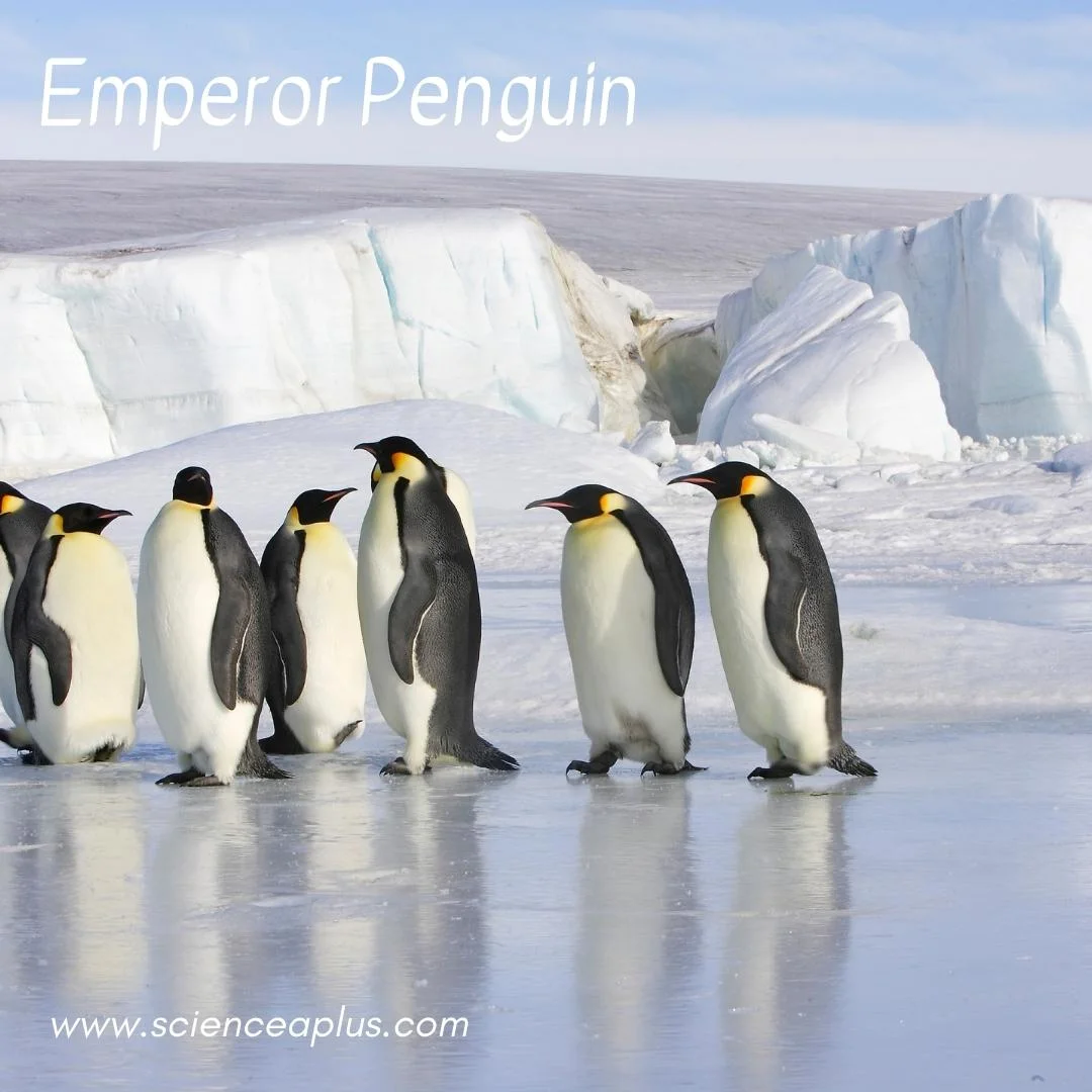 10. Emperor Penguin: – 54 animals that start with the letter "E"