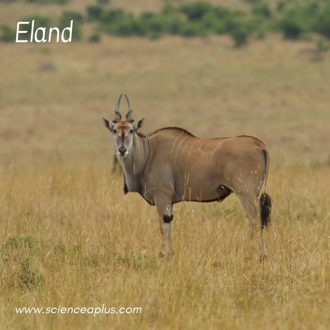 11. Eland: – 54 animals that start with the letter "E"