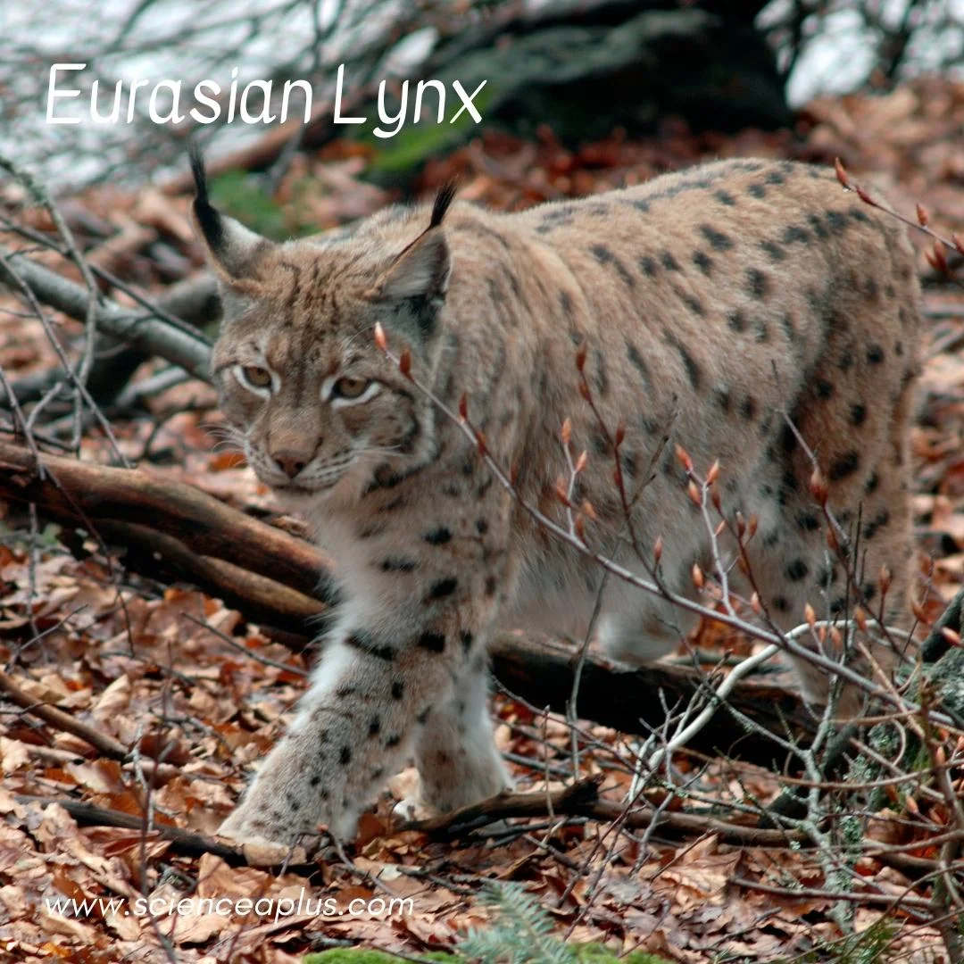 12. Eurasian Lynx: – 54 animals that start with the letter "E"