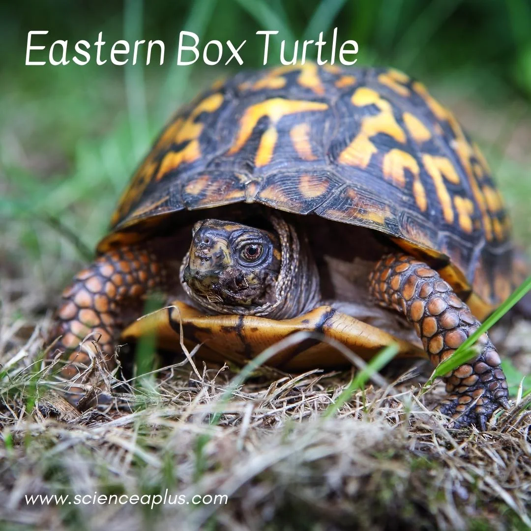 14. Eastern Box Turtle: – 54 animals that start with the letter "E"