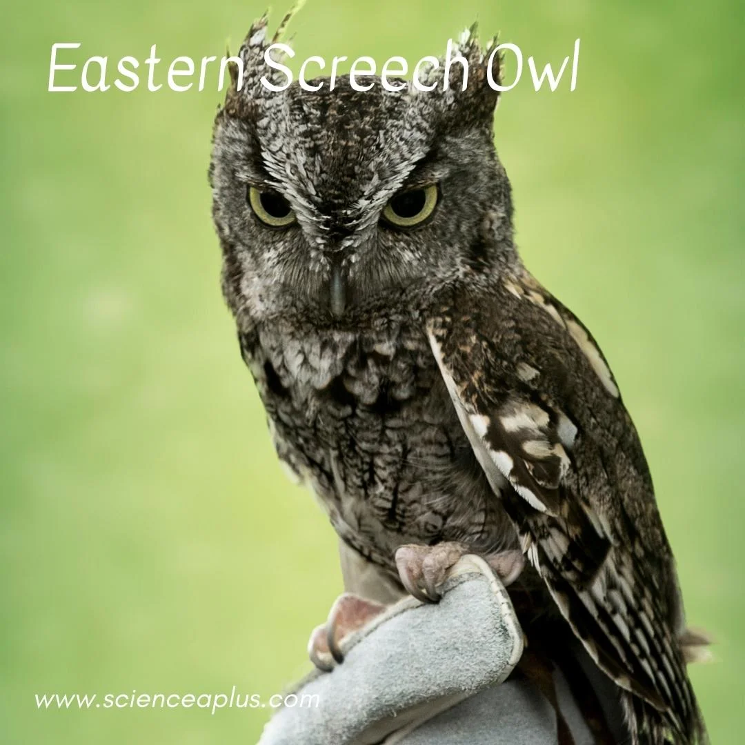 15. Eastern Screech Owl: – 54 animals that start with the letter "E"