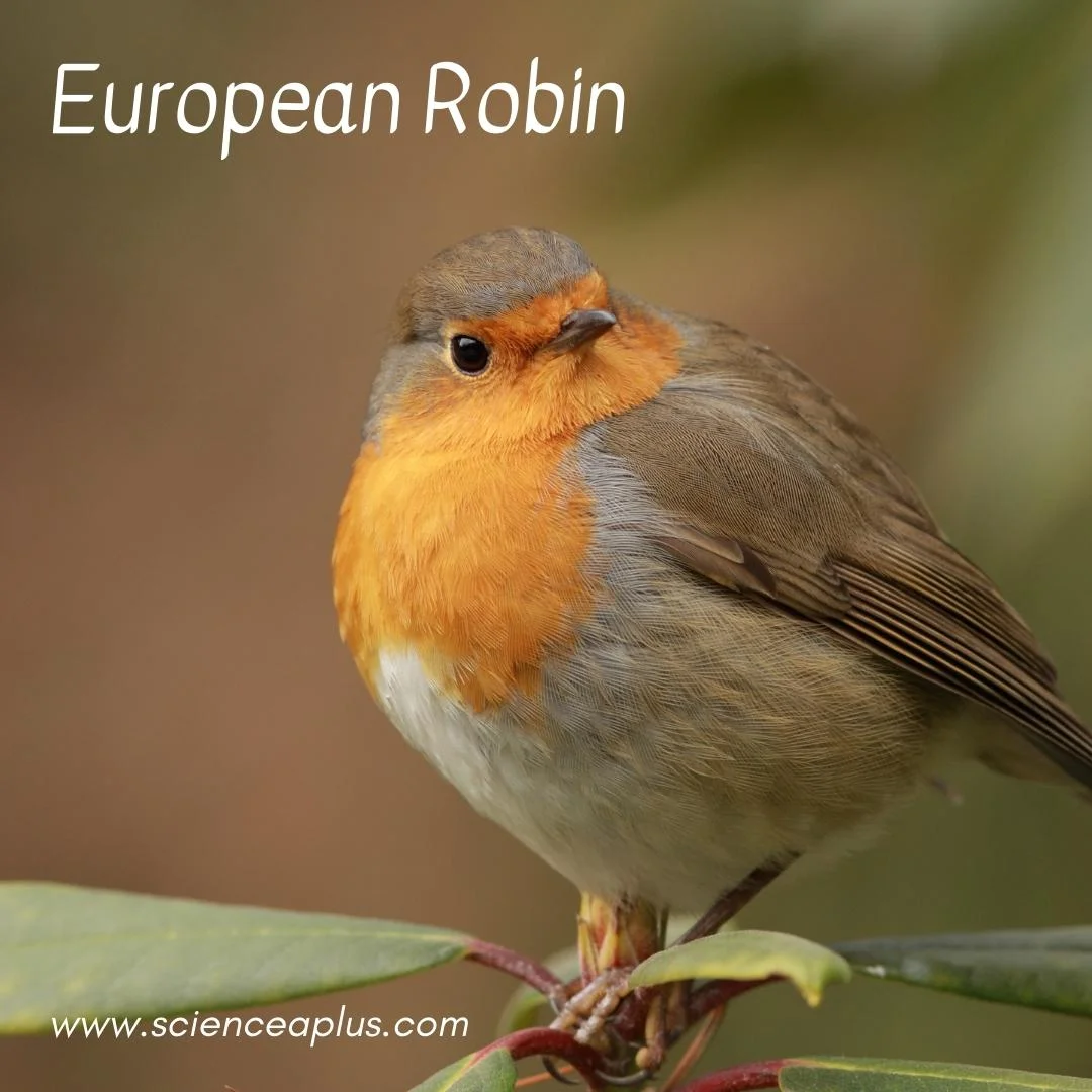 16. European Robin: – 54 animals that start with the letter "E"