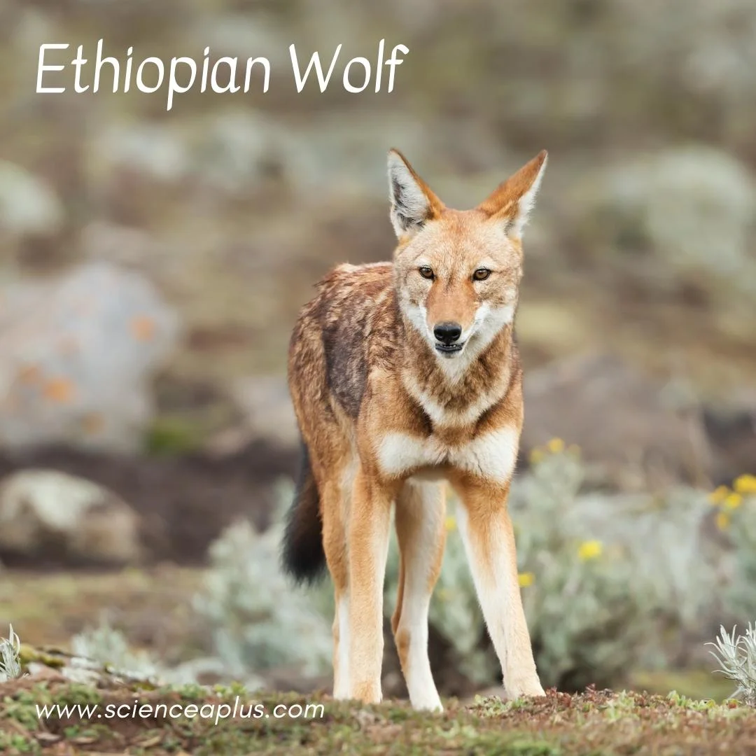 17. Ethiopian Wolf: – 54 animals that start with the letter "E"
