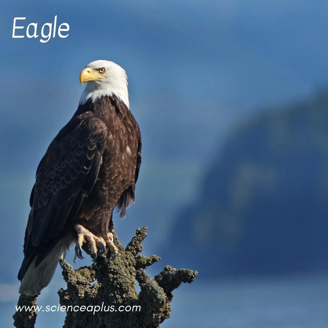 2. Eagle: – 54 animals that start with the letter "E"