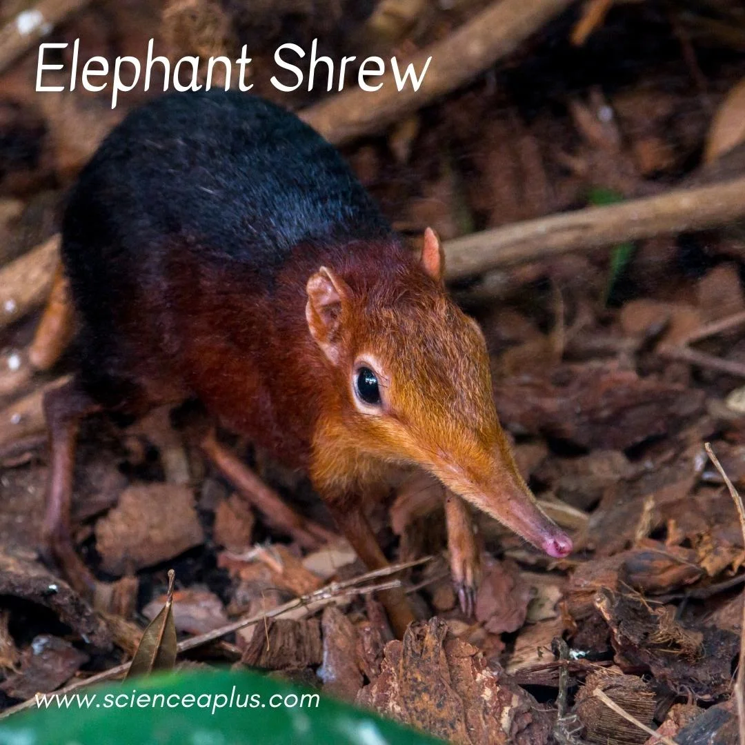19. Elephant Shrew: – 54 animals that start with the letter "E"