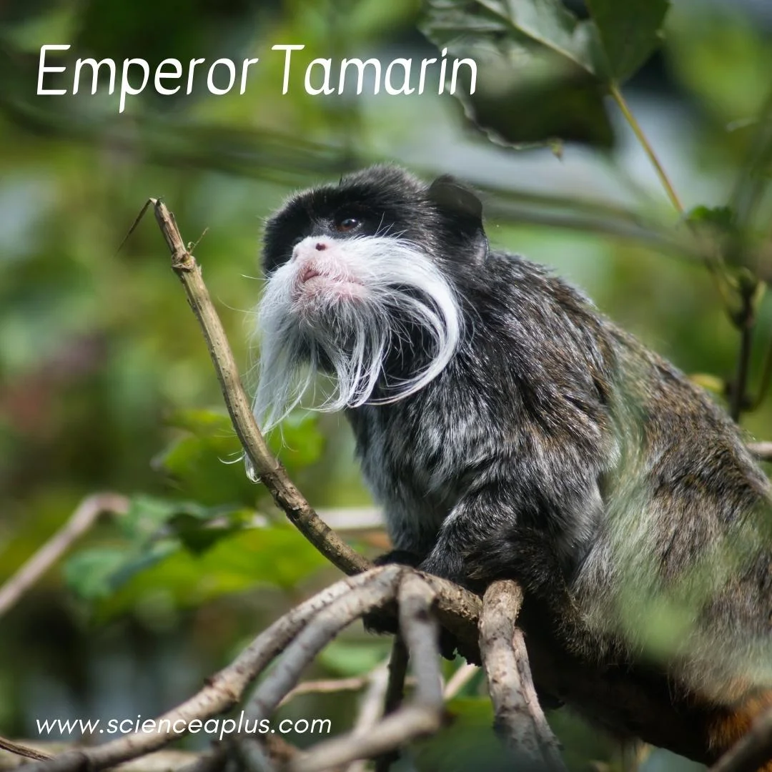 20. Emperor Tamarin: – 54 animals that start with the letter "E"