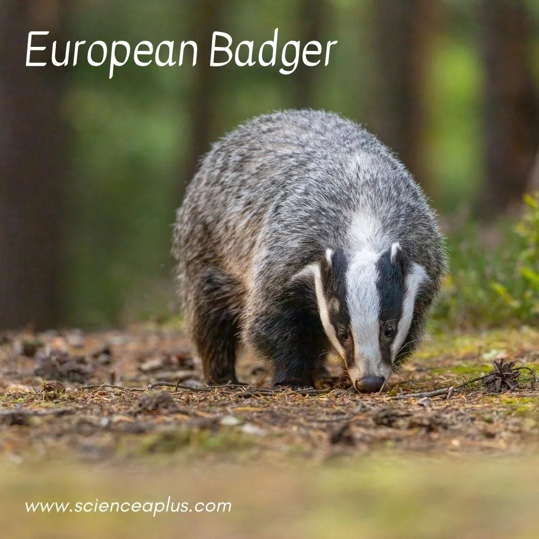 21. European Badger: – 54 animals that start with the letter "E"