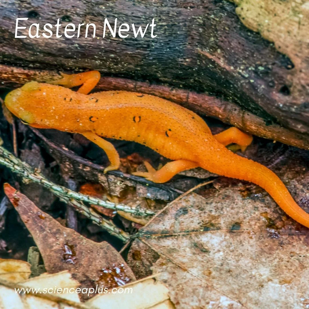 22. Eastern Newt: – 54 animals that start with the letter "E"
