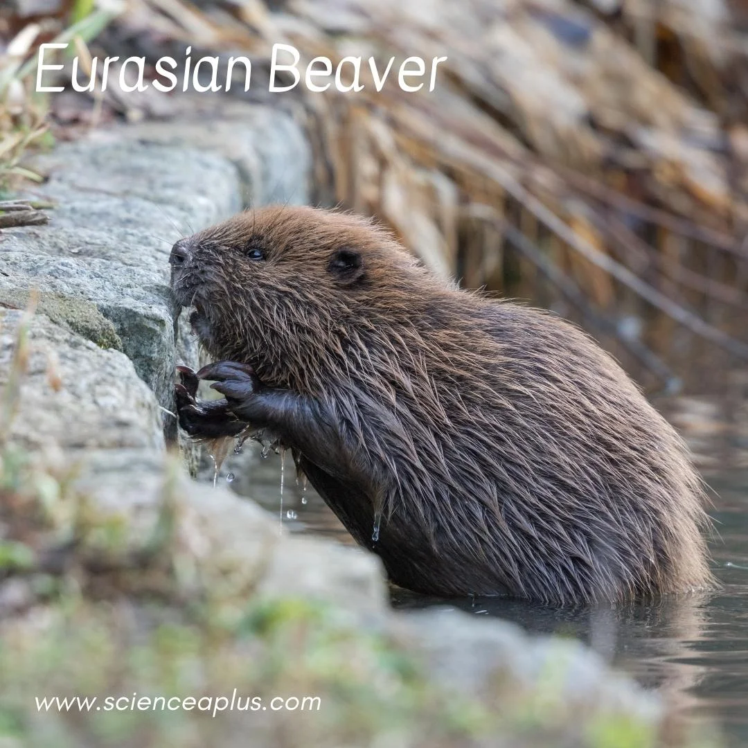 23. Eurasian Beaver: – 54 animals that start with the letter "E"