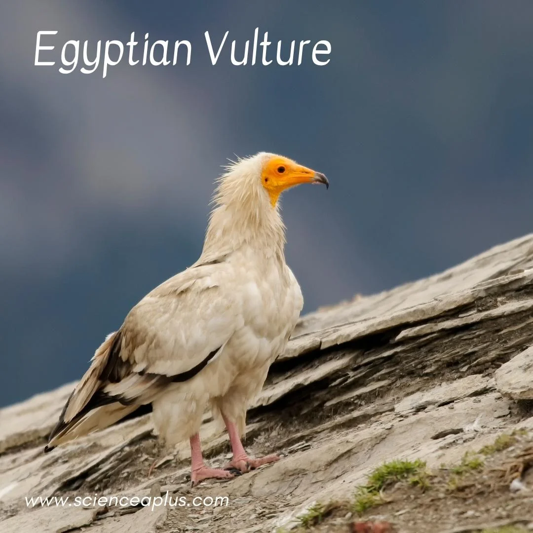 24. Egyptian Vulture: – 54 animals that start with the letter "E"