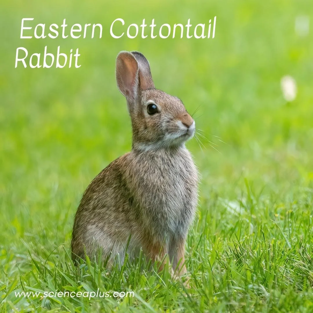25. Eastern Cottontail Rabbit: – 54 animals that start with the letter "E"