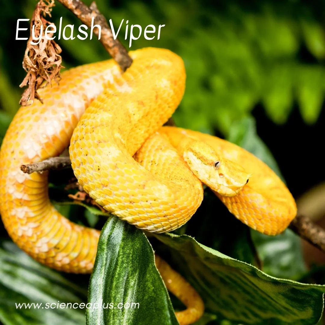 26. Eyelash Viper: – 54 animals that start with the letter "E"