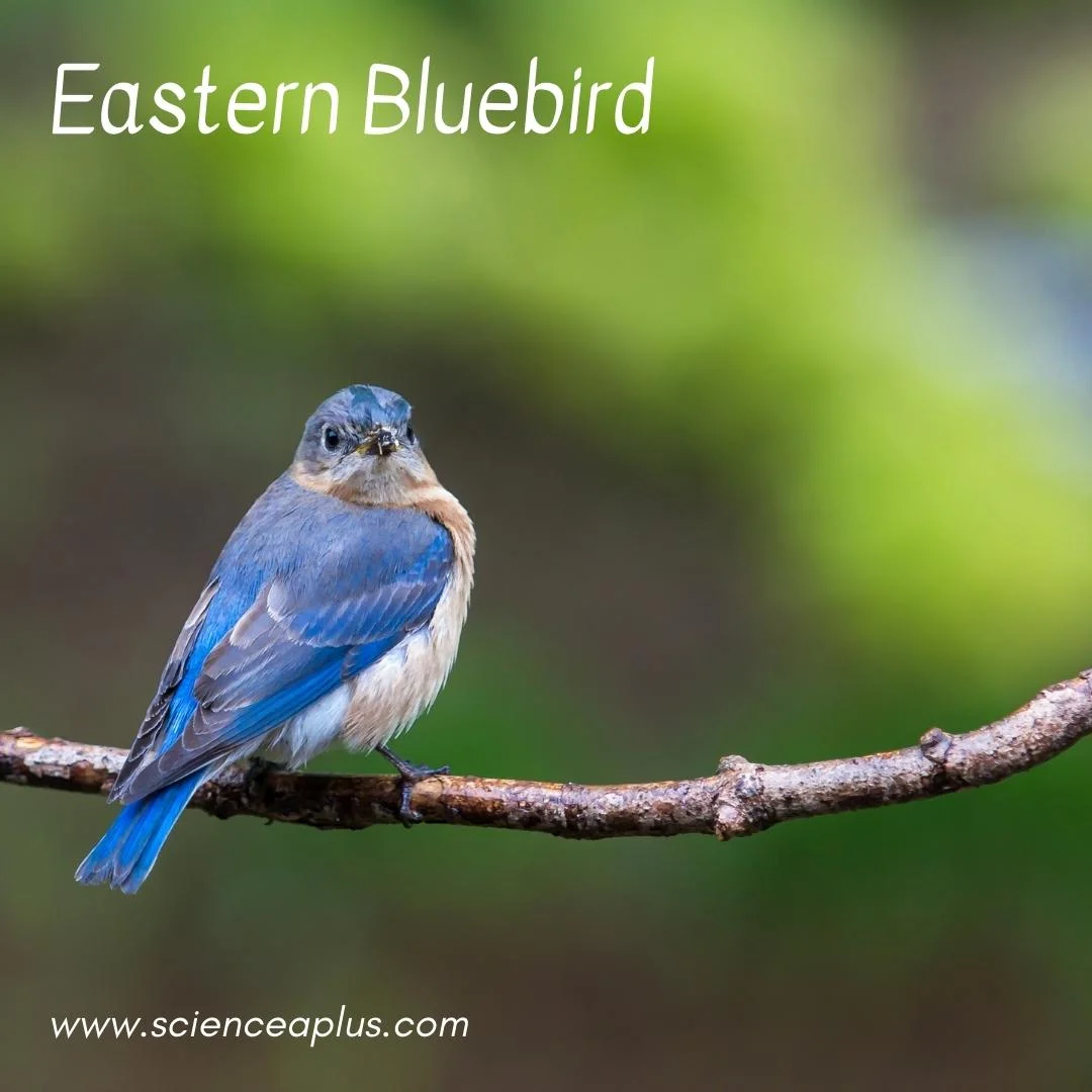 27. Eastern Bluebird: – 54 animals that start with the letter "E"