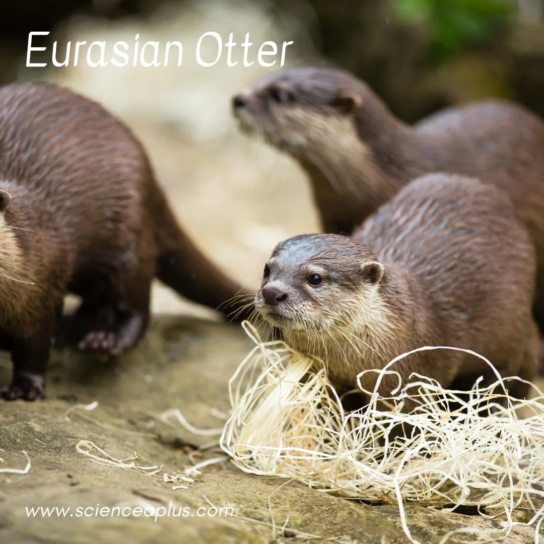 28. Eurasian Otter: – 54 animals that start with the letter "E"