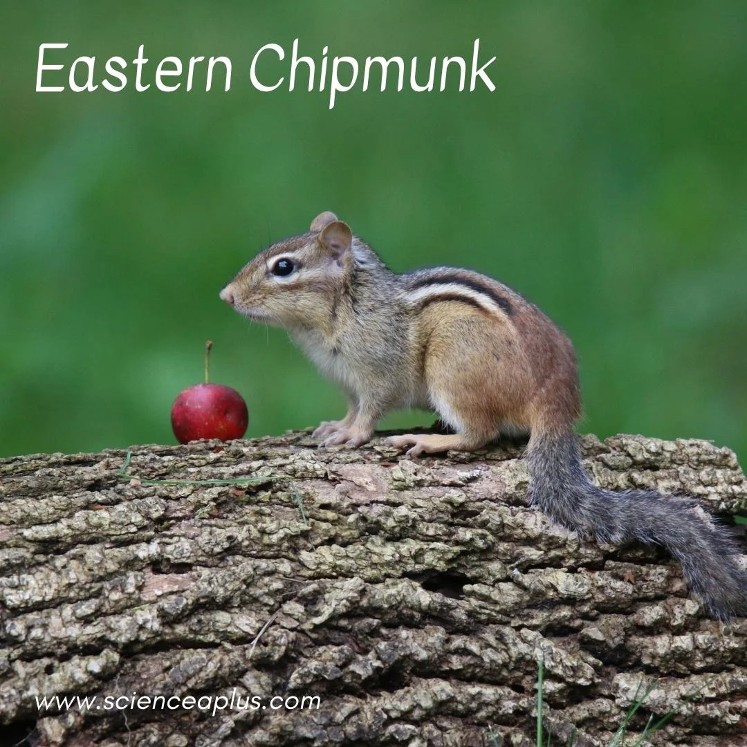 30. Eastern Chipmunk: – 54 animals that start with the letter "E"