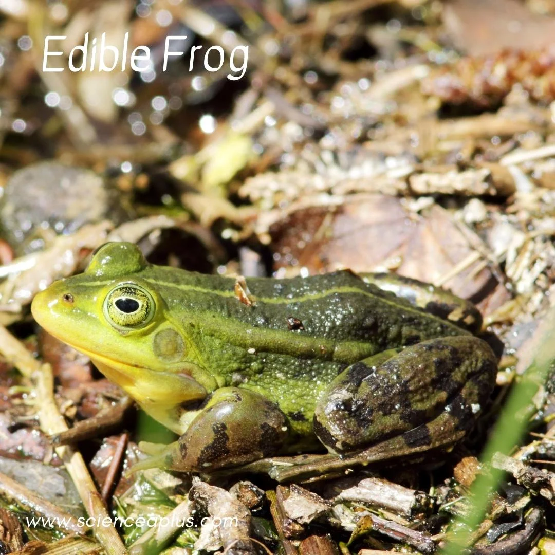 31. Edible Frog: – 54 animals that start with the letter "E"