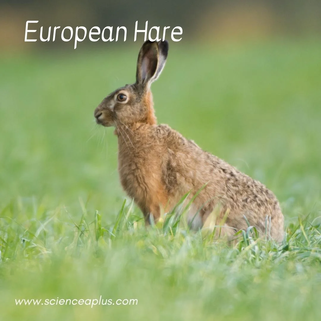 32. European Hare: – 54 animals that start with the letter "E"