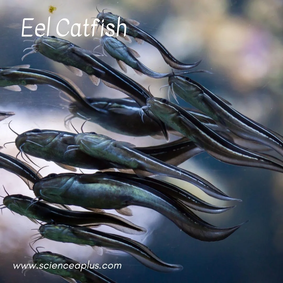 35. Eel Catfish: – 54 animals that start with the letter "E"