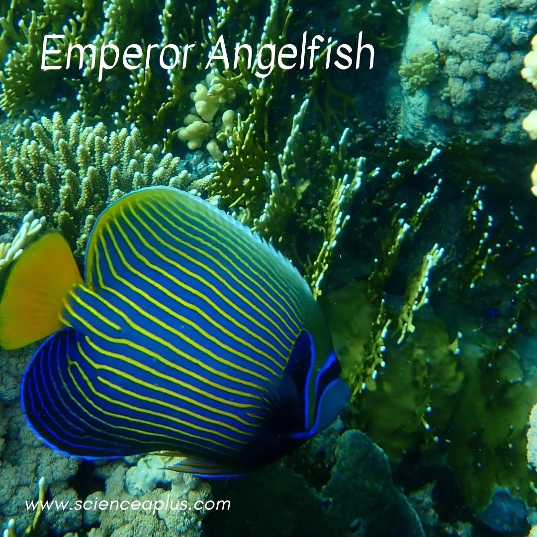36. Emperor Angelfish: – 54 animals that start with the letter "E"