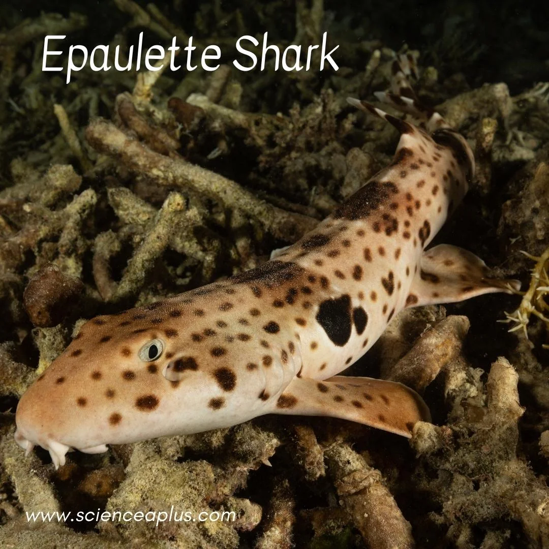 37. Epaulette Shark: – 54 animals that start with the letter "E"