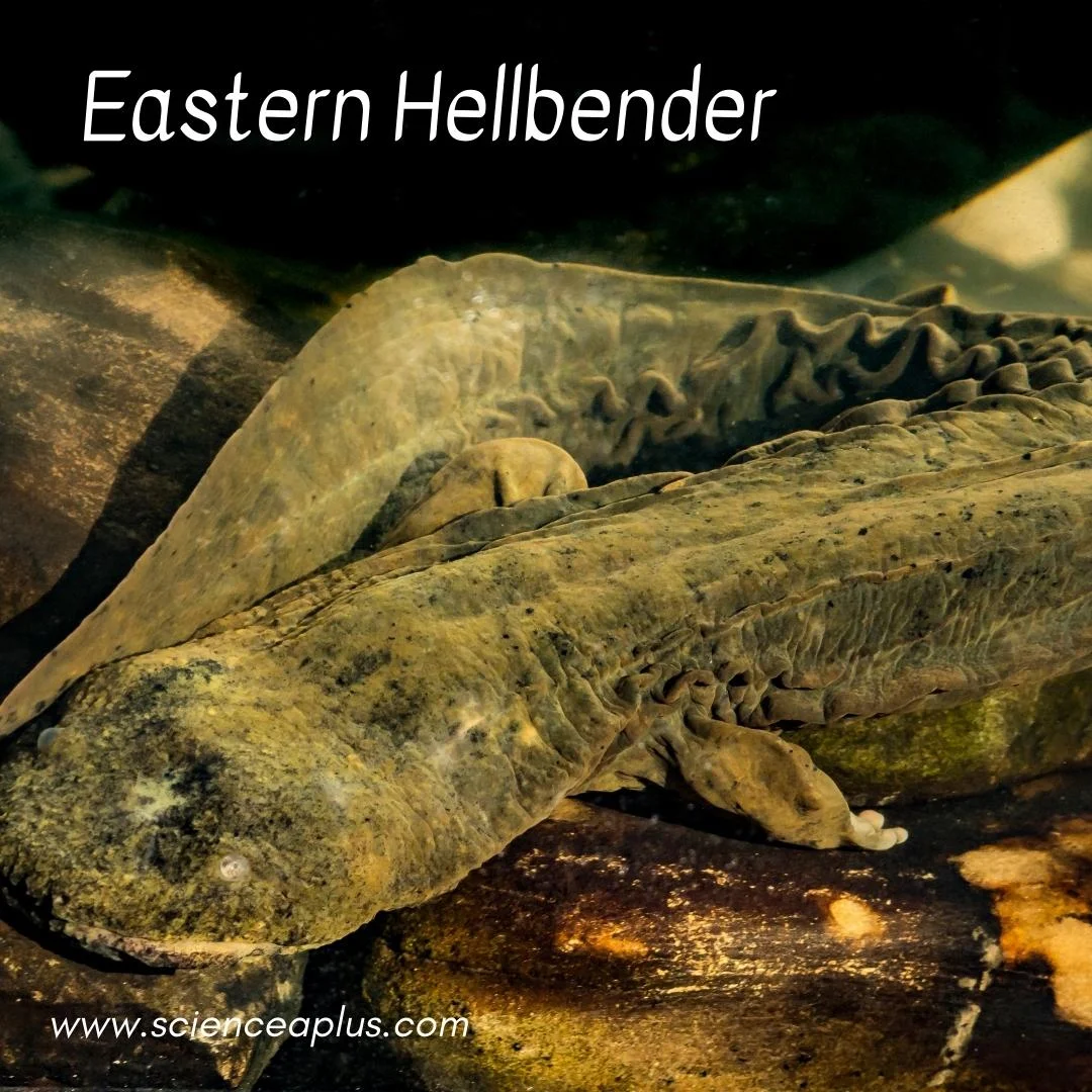 38. Eastern Hellbender: – 54 animals that start with the letter "E"