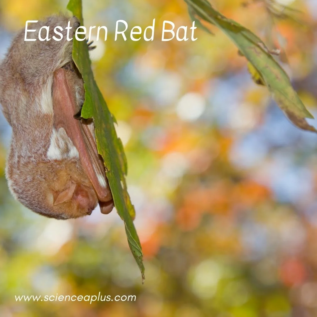39. Eastern Red Bat: – 54 animals that start with the letter "E"