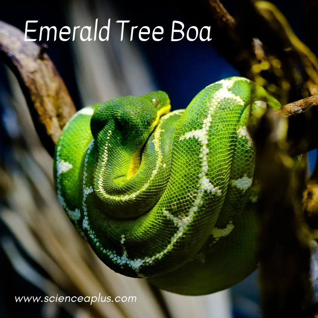 40. Emerald Tree Boa: – 54 animals that start with the letter "E"