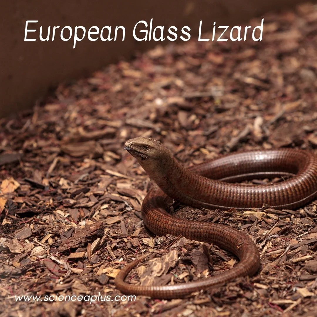 41. European Glass Lizard: – 54 animals that start with the letter "E"