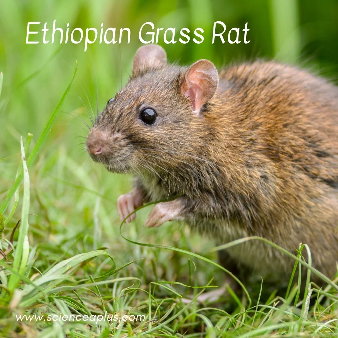 42. Ethiopian Grass Rat: – 54 animals that start with the letter "E"
