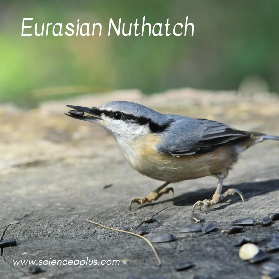 44. Eurasian Nuthatch: – 54 animals that start with the letter "E"