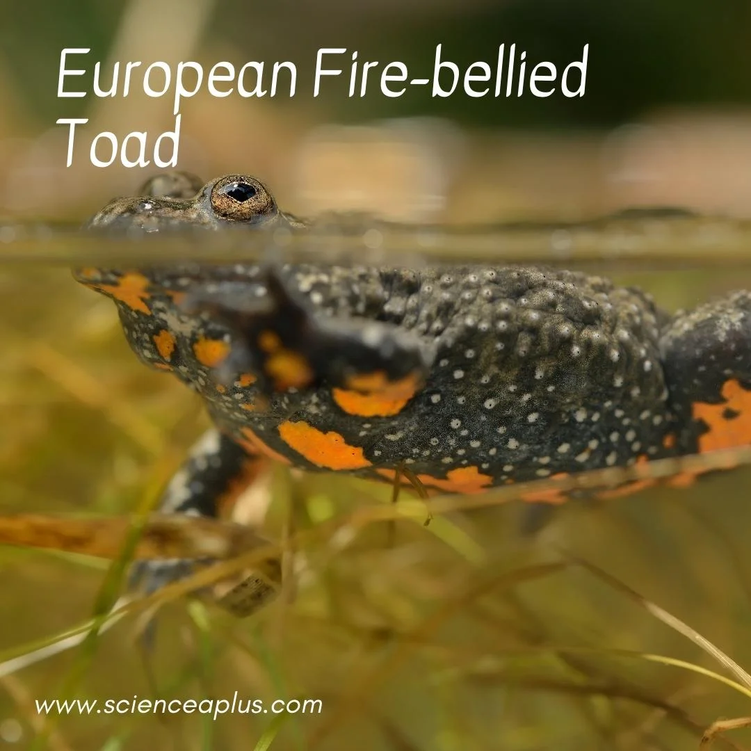 45. European Fire-bellied Toad: – 54 animals that start with the letter "E"