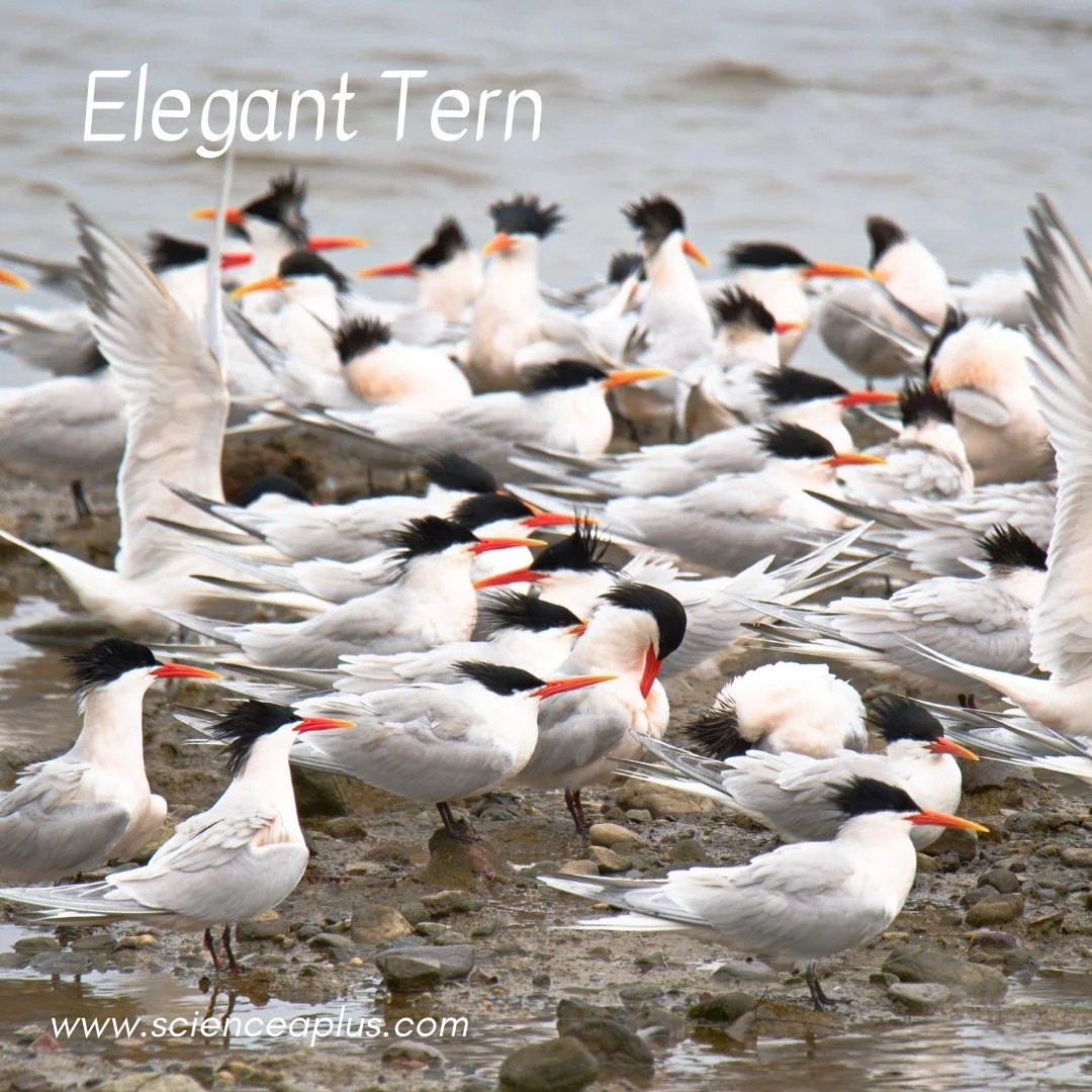 46. Elegant Tern: – 54 animals that start with the letter "E"