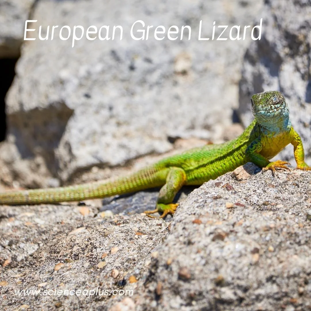 48. European Green Lizard: – 54 animals that start with the letter "E"