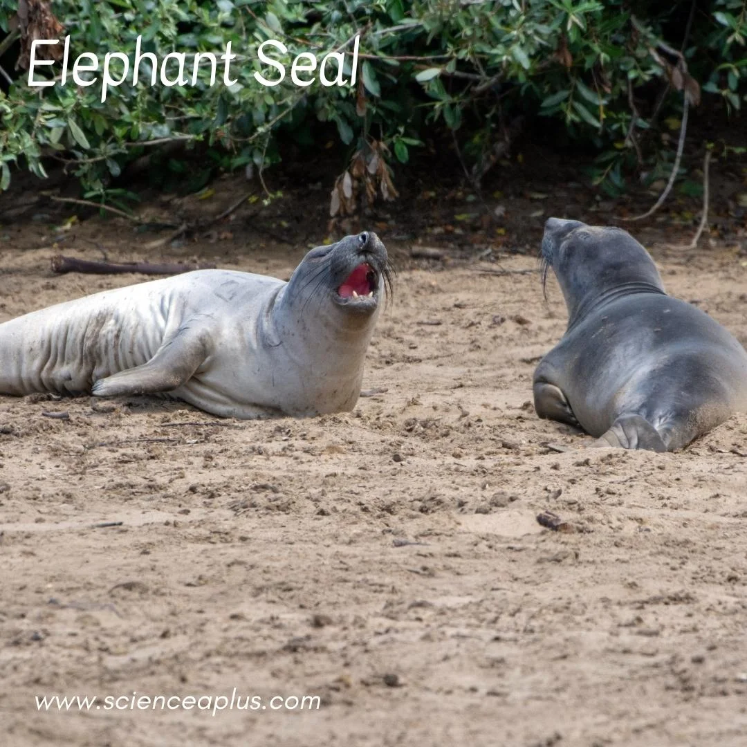 5. Elephant Seal: – 54 animals that start with the letter "E"