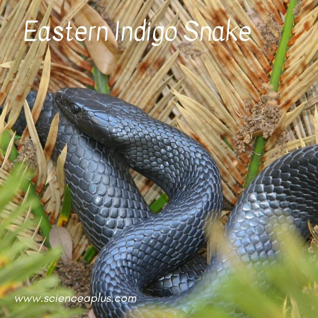 50. Eastern Indigo Snake: – 54 animals that start with the letter "E"