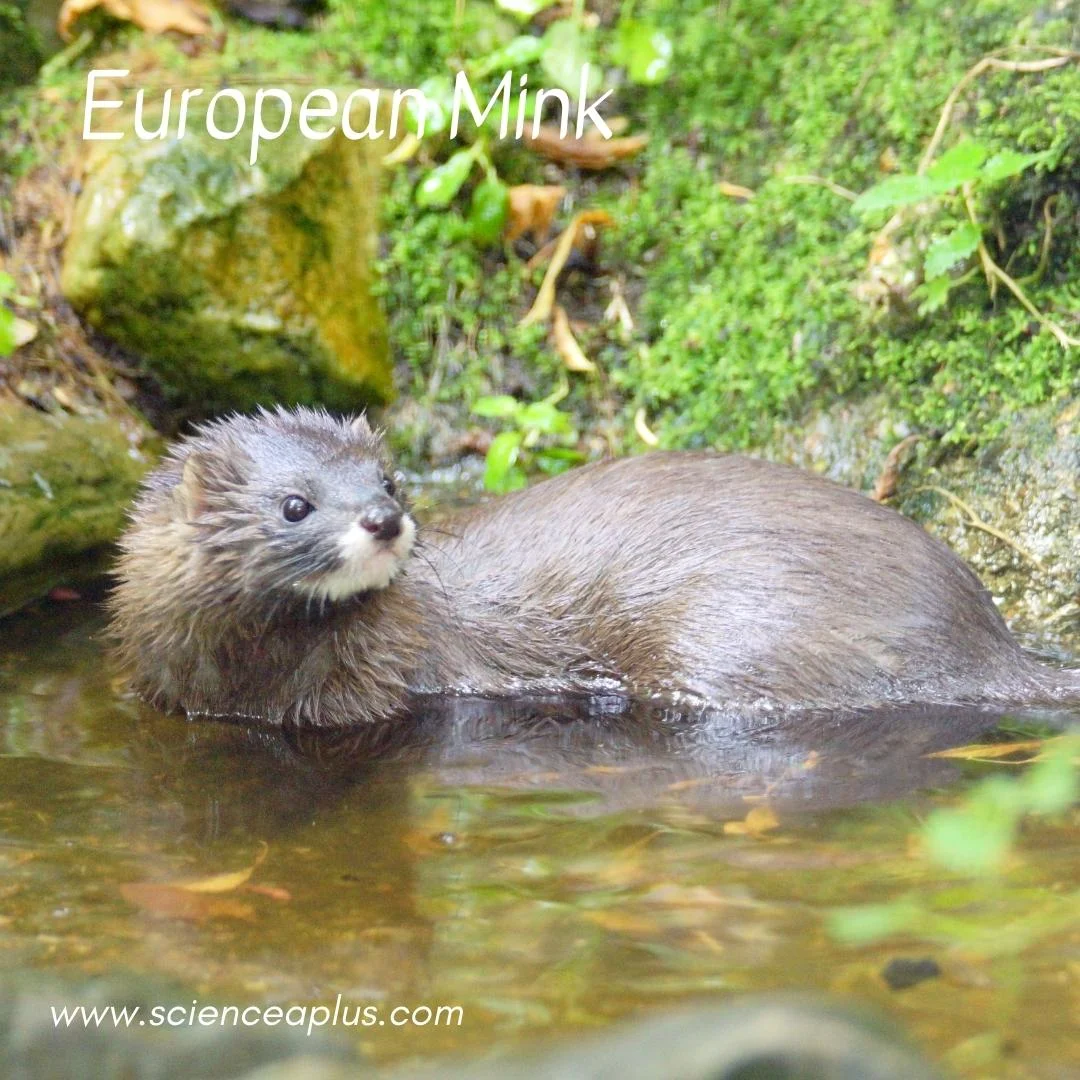 51. European Mink: – 54 animals that start with the letter "E"