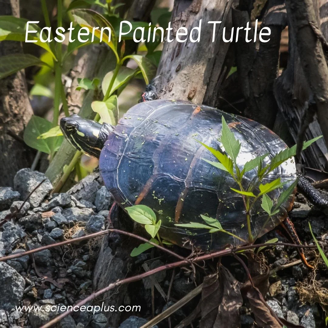 52. Eastern Painted Turtle: – 54 animals that start with the letter "E"