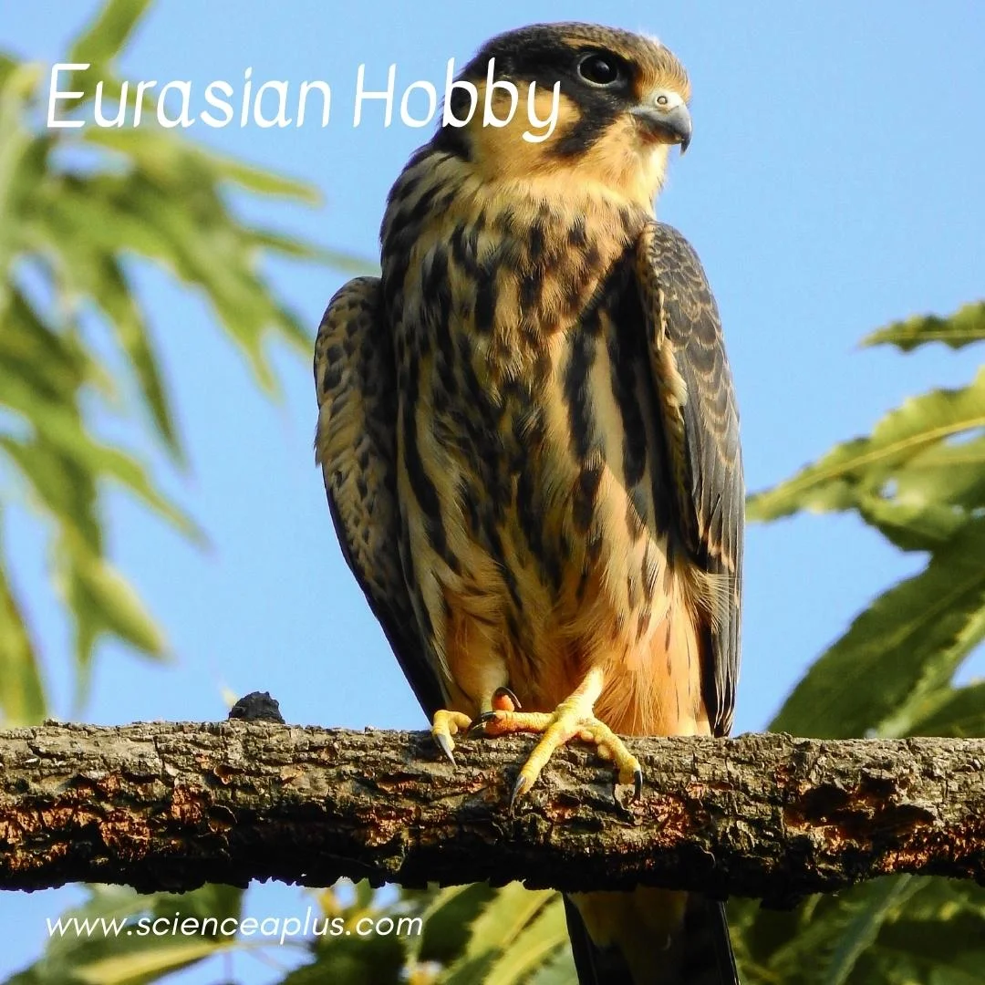 53. Eurasian Hobby: – 54 animals that start with the letter "E"