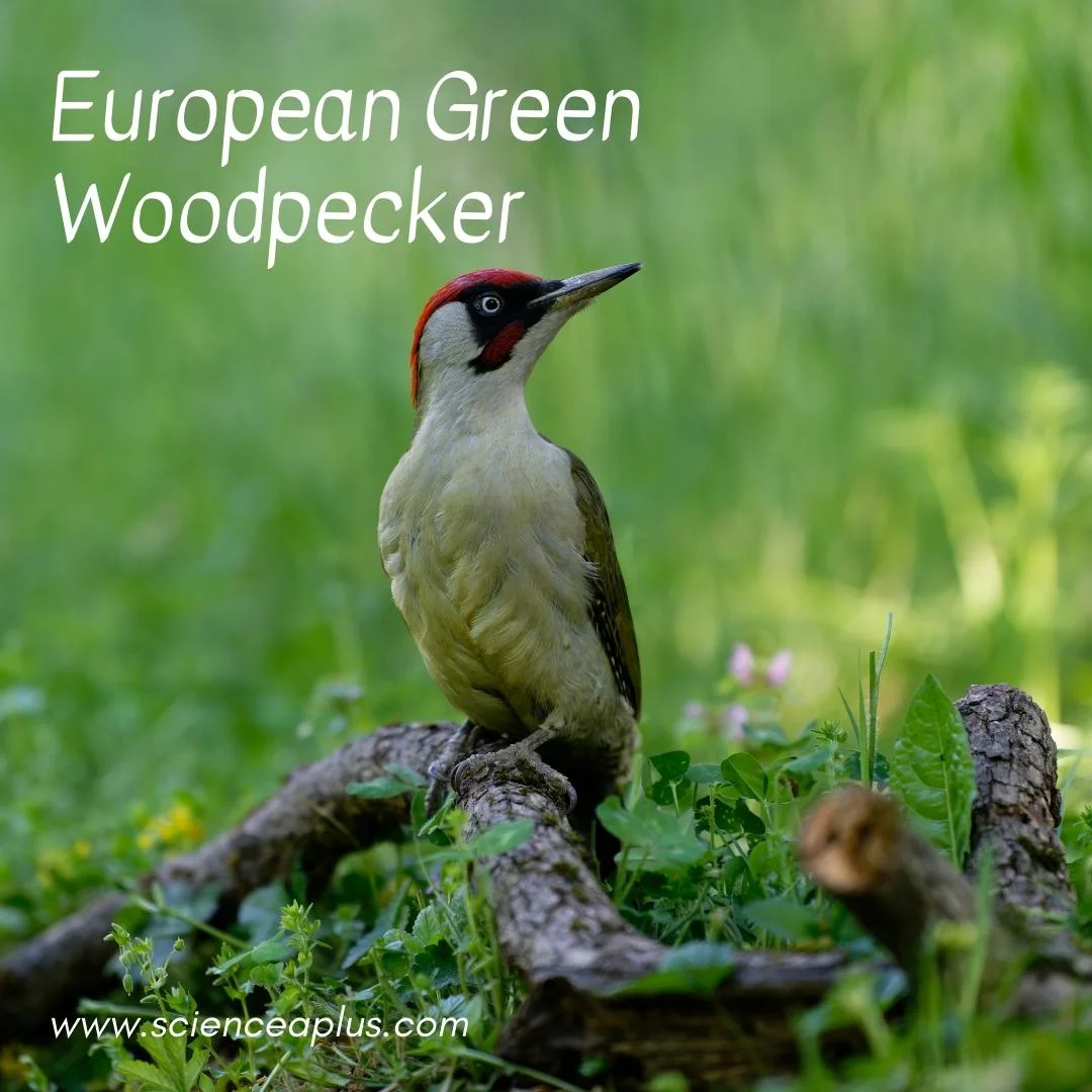 54. European Green Woodpecker: – 54 animals that start with the letter "E"