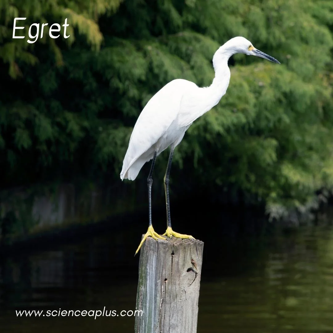 7. Egret: – 54 animals that start with the letter "E"