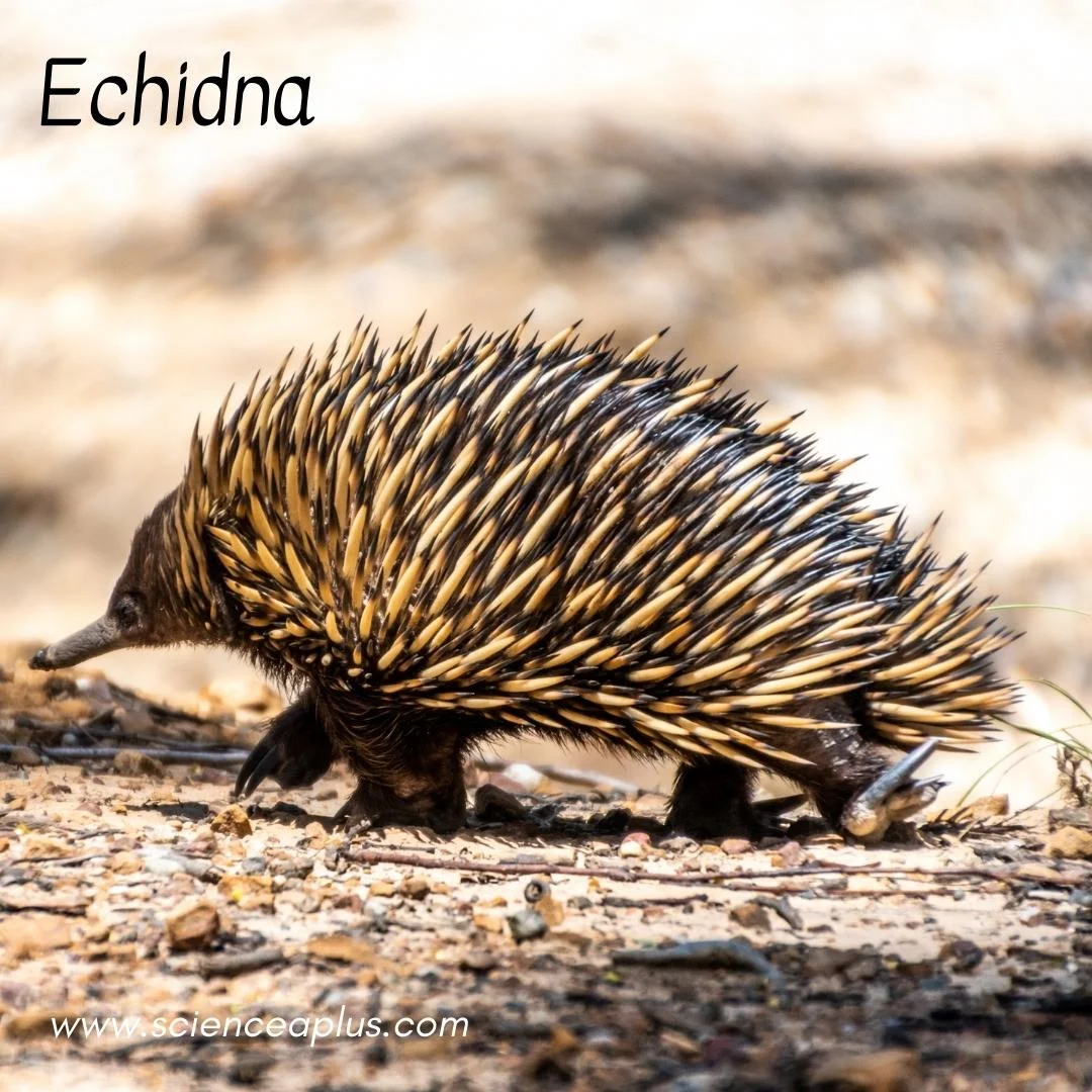 8. Echidna: – 54 animals that start with the letter "E"