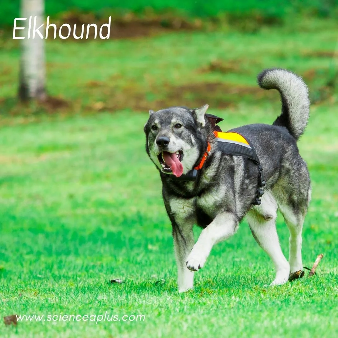 9. Elkhound: – 54 animals that start with the letter "E"