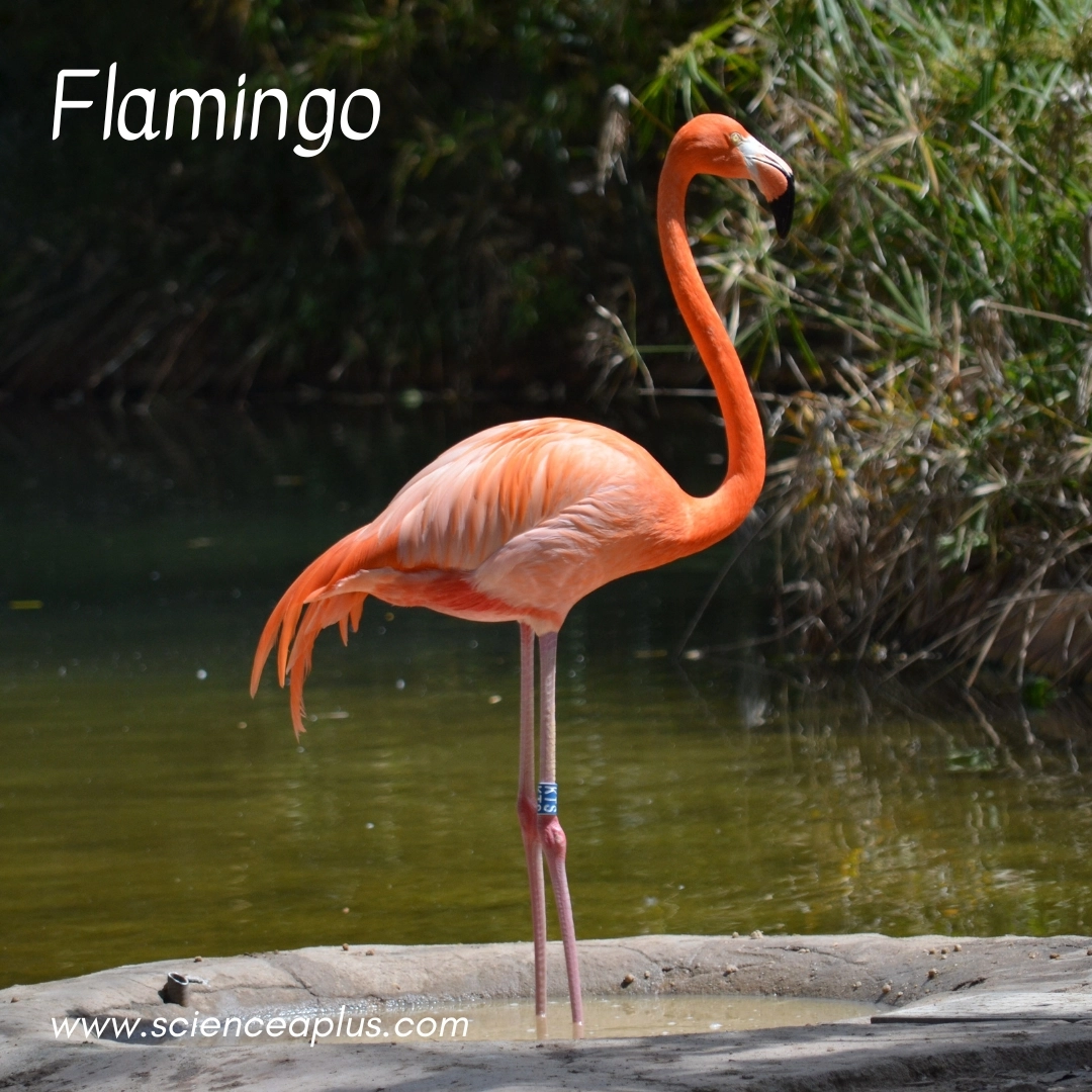 1.Flamingo: – 39 animals that start with the letter "F"