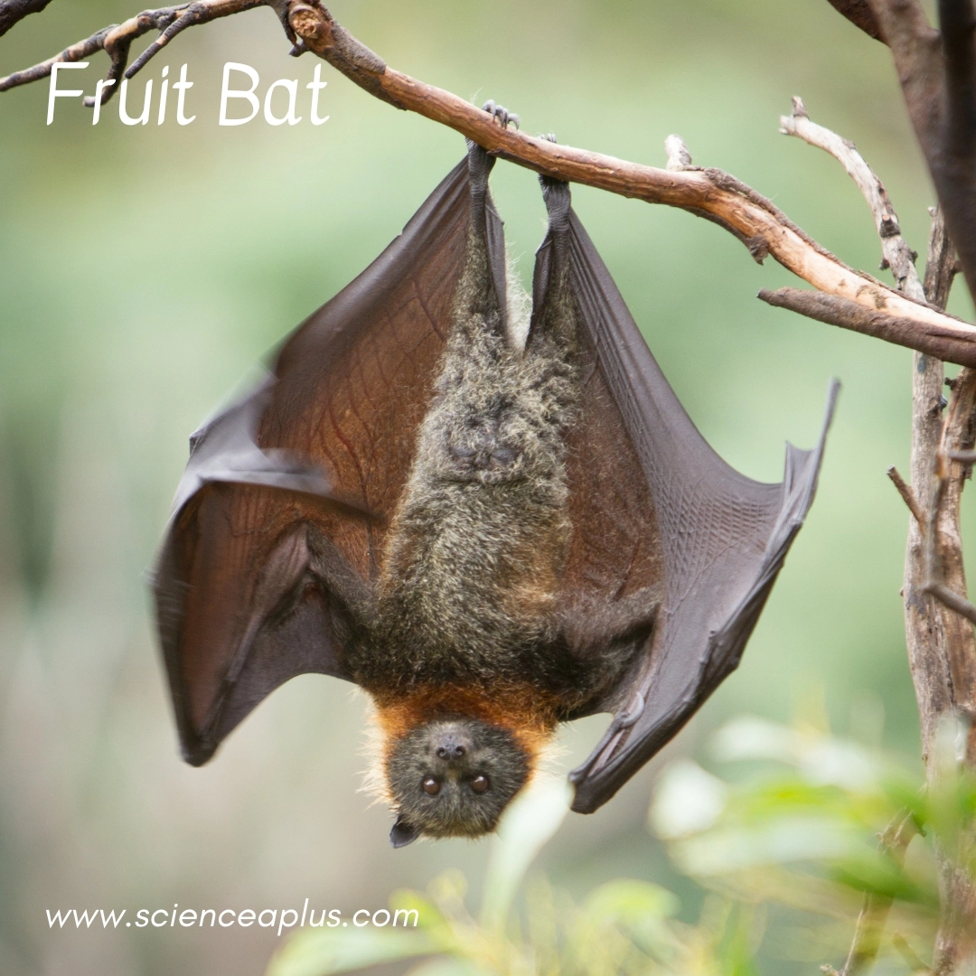 10. Fruit Bat: – 39 animals that start with the letter "F"