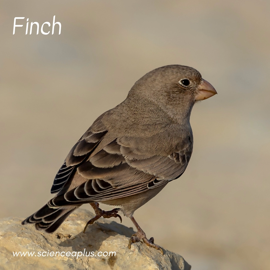 11. Finch: – 39 animals that start with the letter "F"
