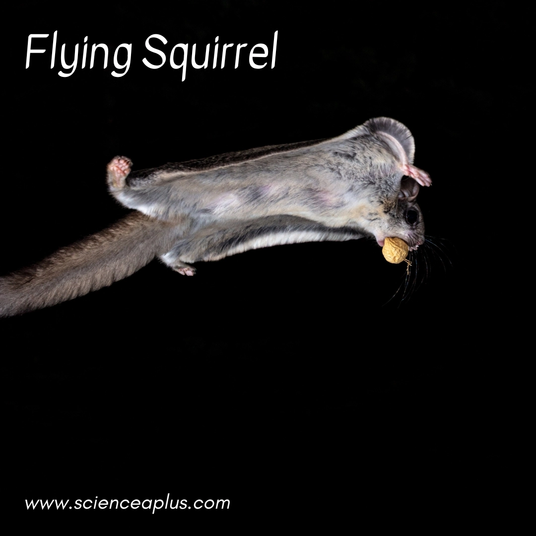 12. Flying Squirrel: – 39 animals that start with the letter "F"